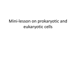 Mini-lesson on prokaryotic and eukaryotic cells