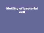Bacterial Form and Function