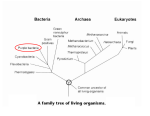 Bacteria Predominate - Western Washington University