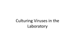 Culturing Viruses in the Laboratory