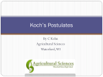 Koch`s Postulates