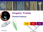 11Ch28Protists2008