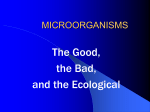 MICROORGANISMS