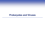 Prokaryote Cell Structures