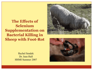 The Effect of Selenium Supplementation in Sheep with Foot