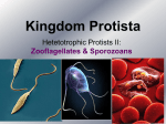 Heterotrophic Protists II