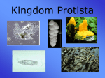 Kingdom Protozoa