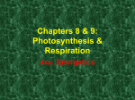 Chapters 8 & 9: Photosynthesis & Respiration