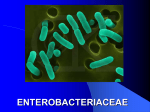 Enteric Bacilli