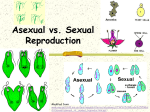 Asexual vs. Sexual Reproduction