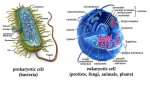 Endosymbiosis - Summit Academy High School