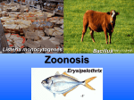 Zoonosis