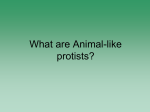 What can you say about Animal-like protists based on what you