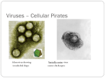 Viruses – Cellular Pirates