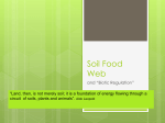 Soil Food Web