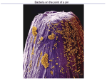 Archaebacteria & Eubacteria