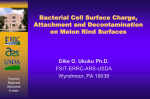 Bacteria Cell Surface