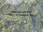 CellsBesidesanimals