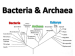 Bacteria & Archaea Prokaryote