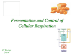 Fermentation - mvhs