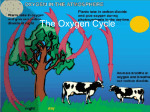 The Oxygen Cycle