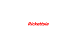 Rickettsia