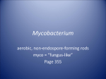 Mycobacterium