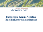 Enterobactereae handout
