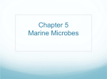Chapter 5 and 6 Microbes and Plants