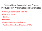 Foreign Gene Expression and Protein Production