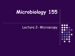 Microbiology 155