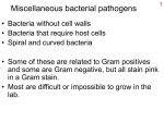 Miscellaneous bacterial pathogens