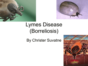 Lymes Disease