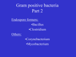 Gram positive bacteria Part 2