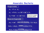 Bacteroides and Clostridium