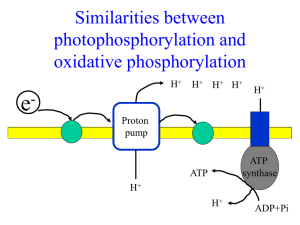 The light reactions