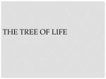 The Tree of Life