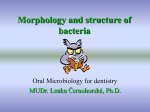 Morphology and structure of bacteria