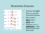 Restriction Enzymes Notes