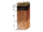 15_SoilAndMycorrhizae