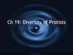 Ch 19: Diversity of Protists