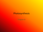 Photosynthesis Lecture
