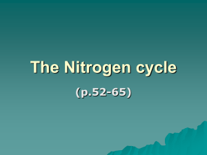 The Nitrogen cycle