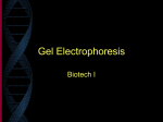 Gel Electrophoresis