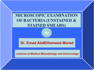 3. Microscopic examination of bacteria modified