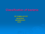 classification of bacteria