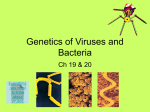 Genetics of Viruses and Bacteria