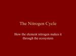 The Nitrogen Cycle