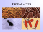 PROKARYOTES