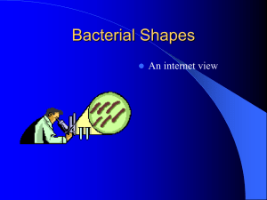 Bacterial Shapes and Endospores